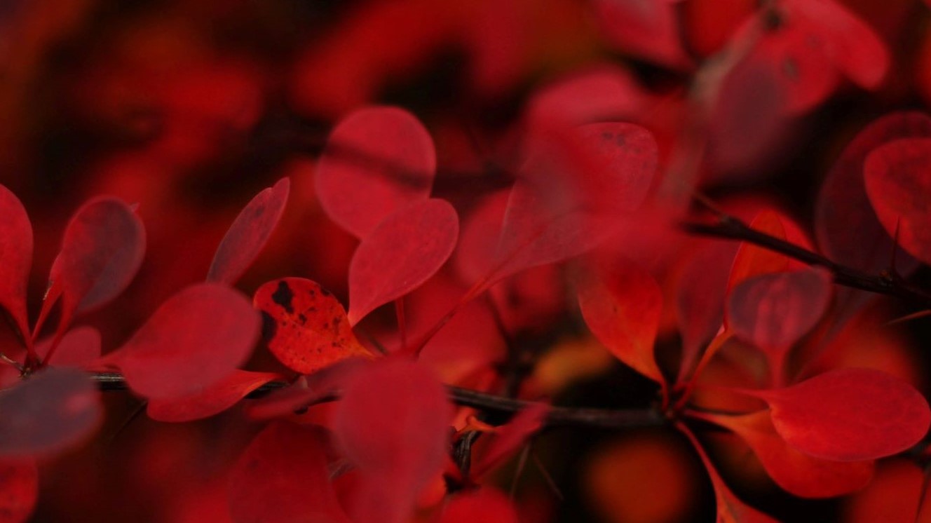 red leaves